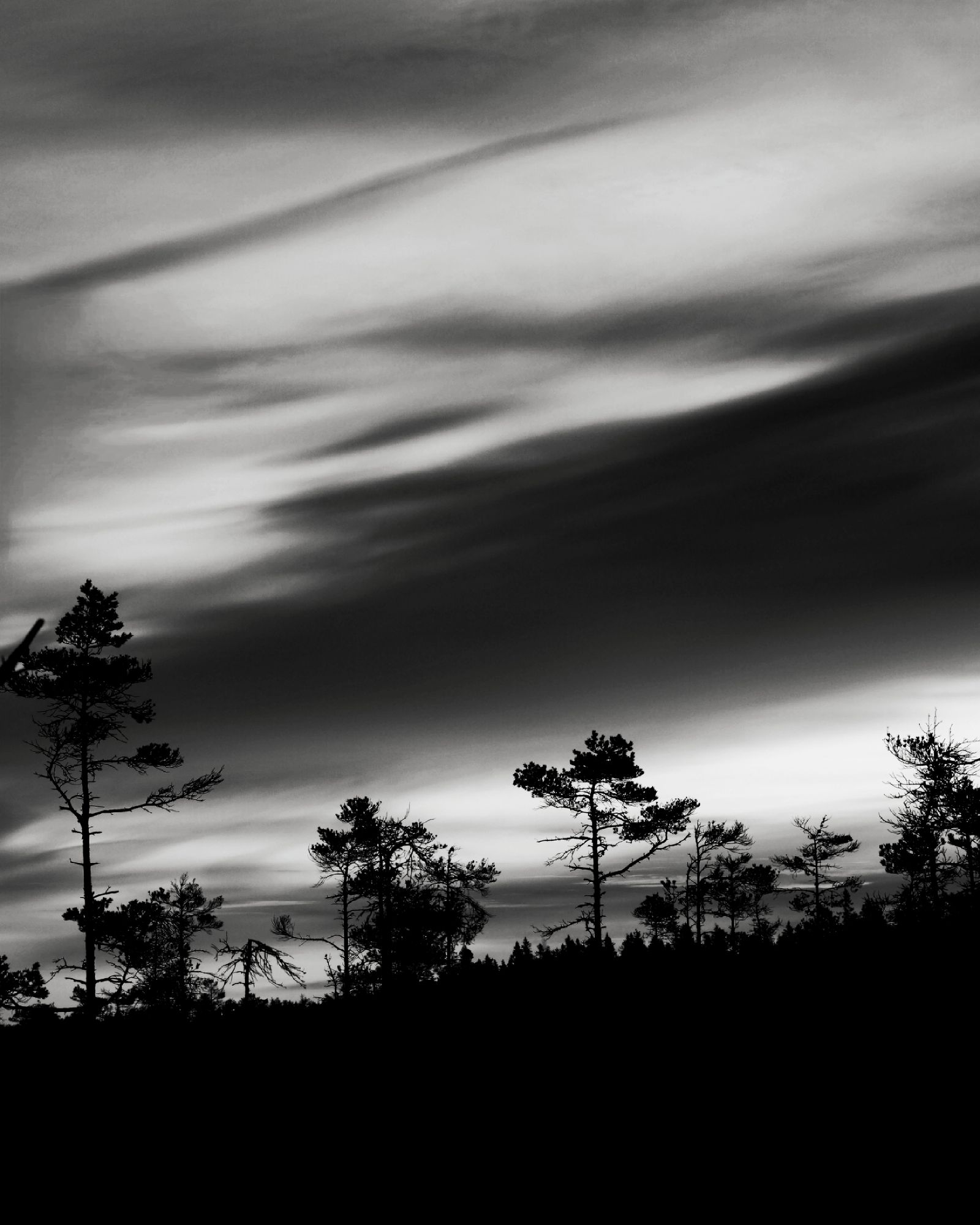 Black and white forest silhouette under an overcast sky.
